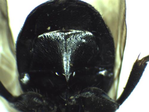 Réf. 296 958 : Hedychrum gerstaeckeri